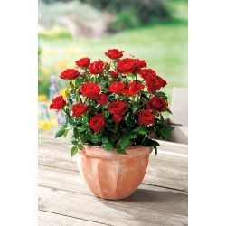 Róża miniaturowa Dark Red - sadzonka w pojemniku P9