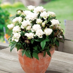 Róża miniaturowa White, Alba Meidiland - sadzonka w pojemniku P9