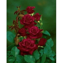Róża wielkokwiatowa bordowa - sadzonka z bryłą korzeniową
