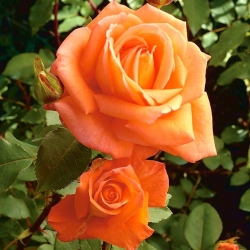 Róża wielkokwiatowa łososiowa - sadzonka