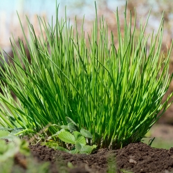 BIO Szczypiorek Medium leaf - Certyfikowane nasiona ekologiczne