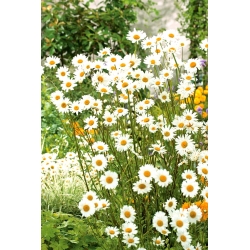 Złocień właściwy - o kwiatach pojedynczych, biały