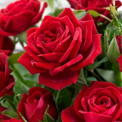 Róża wielkokwiatowa czerwona - sadzonka z bryłą korzeniową