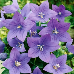 Platykodon wielkokwiatowy o kwiatach niebieskich - 220 nasion
