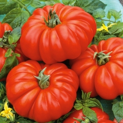 Pomidor Costoluto fiorentino - gruntowy, mocno żebrowany