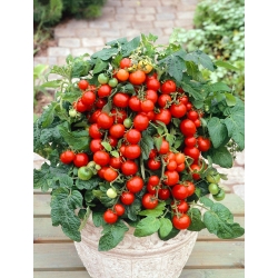 Pomidor koktajlowy niski - Maskotka - nasiona otoczkowane - 100 nasion
