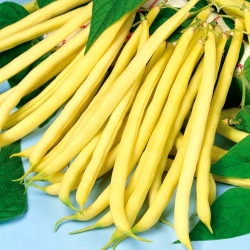 Fasola Sonesta - szparagowa żółta, bardzo smaczna i odporna - 250 nasion