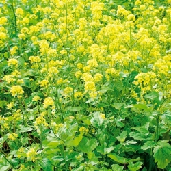 Gorczyca biała konsumpcyjna - 5 kg - 650000 nasion