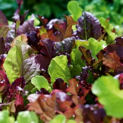 Mini ogród - Kolorowe cięte listki - do uprawy na balkonach i tarasach