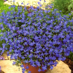Lobelia zwisła szafirowoniebieska - 6400 nasion
