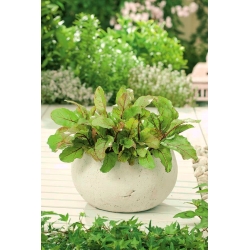 Mini ogród - Burak na ciete listki - do uprawy na balkonach i tarasach