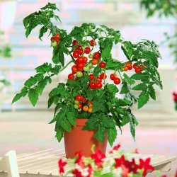 Mini ogród - Pomidor typu cherry - czerwony - do uprawy na balkonach i tarasach