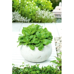 Mini ogród - Roszponka warzywna - do uprawy na balkonach i tarasach