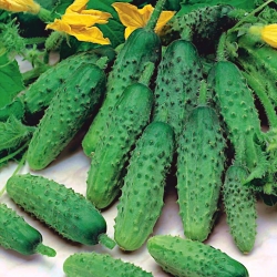 Ogórek Aloe F1 - gruntowy