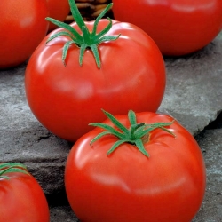 Pomidor Pedro - szklarniowy i pod osłony, dobry do przechowywania