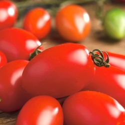 Pomidor Szejk (Šejk) - gruntowy, cylindryczny, o bardzo ścisłym miąższu