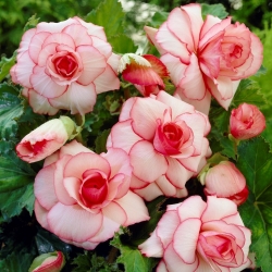 Begonia - Picotee White - biało-różowa - 2 szt.