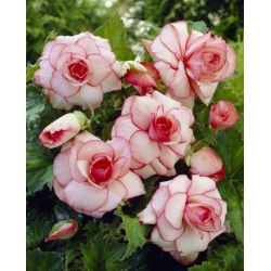 Begonia - Picotee White - biało-różowa - 2 szt.