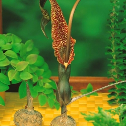 Arum Cornutum - Lilia Voodoo - 1 cebula w rozmiarze XL