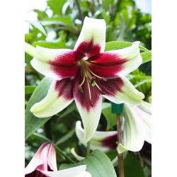 Lilia Kushi Maya - lilia o dużych kwiatach i przyjemnym zapachu - 1 cebulka