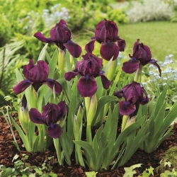 Irys niski, Iris pumila - Fioletowy - Cherry Garden