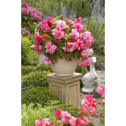 Begonia - Pink Balcony - kwiaty w odcieniach różu - 2 szt.