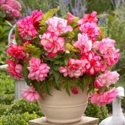 Begonia - Pink Balcony - kwiaty w odcieniach różu - 2 szt.
