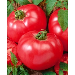 Pomidor Faworyt - gruntowy malinowy - owoce do 0,5 kg - 10 gram