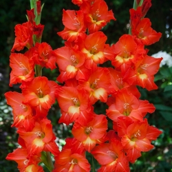 Gladiolus - Mieczyk Nikita - 5 cebulek