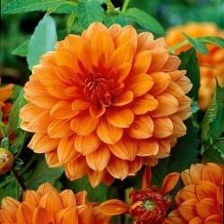 Dalia pomarańczowa - Dahlia Orange