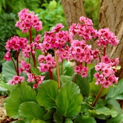 Bergenia Morgenrote