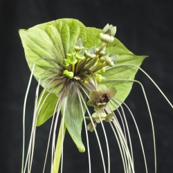Kwiat nietoperz zielony - Tacca chantrieri Green Isle