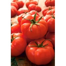 Pomidor gruntowy karłowy Jutrosz - wczesny, bardzo plenny, doskonały na soki