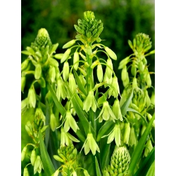 Galtonia zielona - Galtonia viridiflora - 1 cebula