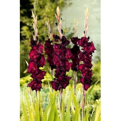 Gladiolus - Mieczyk Black Star - 5 cebulek