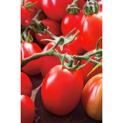 Pomidor gruntowy karłowy Chrobry - średniopóźny, bardzo plenny