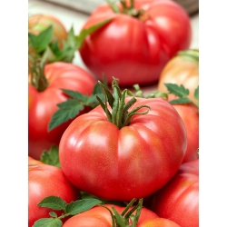 Pomidor Malinowy Warszawski - gruntowy - 175 nasion