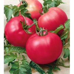 Pomidor Maliniak - gruntowy, malinowy, sztywnołodygowy
