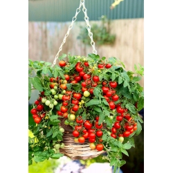 Pomidor Bajaja - niski, balkonowy, typ cherry, o przewieszających się pędach