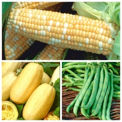 Warzywa do uprawy współrzędnej - Zestaw 3 - 3 gatunki nasion