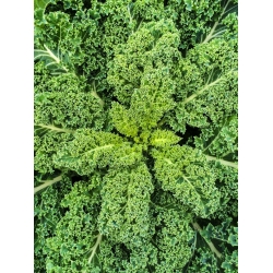 Jarmuż Halbhoher grüner krauser - 50 gram - 15000 nasion