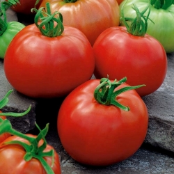 BIO Pomidor gruntowy - ACE 55 VF - Certyfikowane nasiona ekologiczne
