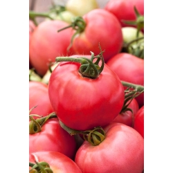 Pomidor Malinowy Rodeo