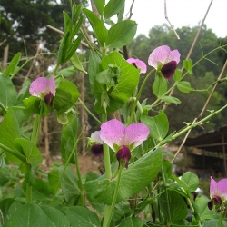 Groch siewny Turnia - 1 kg