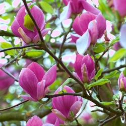 Magnolia Susan - ciemnoróżowa