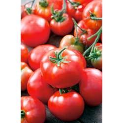 Pomidor Bruno F1 - szklarniowy, dobrze wybarwiony, typu Baron