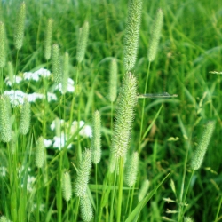 Tymotka łąkowa Karta - 5 kg