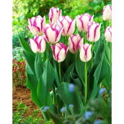 Tulipan Affaire - 5 cebulek