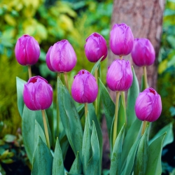 Tulipan Attila - 5 cebulek