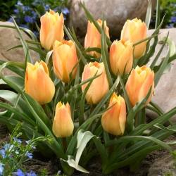 Tulipan Batalinii Bright Gem - 5 cebulek